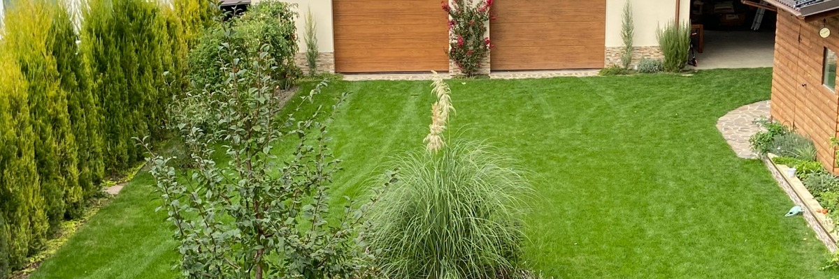 pampova trava na zaciatku kvitnutia