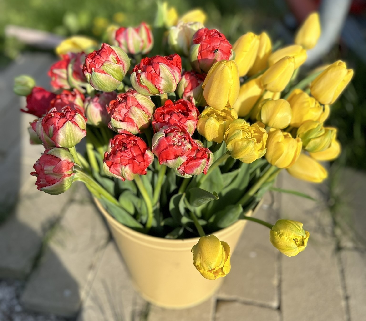 tulipány